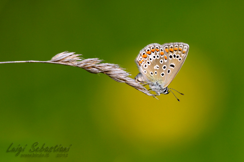 Polyommatus icarus